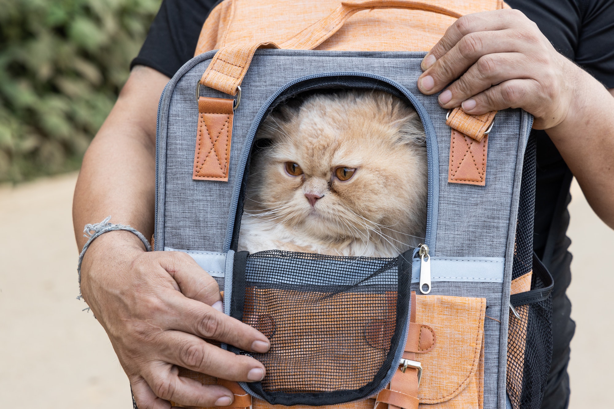 Comment transporter un chat sans qu’il ne stresse ?